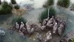 Baie de Somme : opération baguage à la Maison de l'oiseau