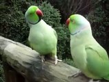 Parrot finches world