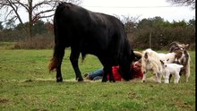 Il Est Couché Et Un Énorme Taureau De Corrida Fonce Vers Lui... Ce Qui Passe Les Minutes Qui Suivent Est Étonnant !