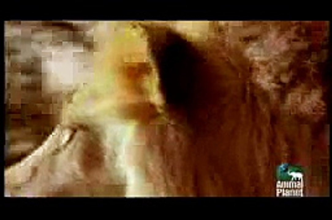 big male lion 551 ibs. 10 feet long