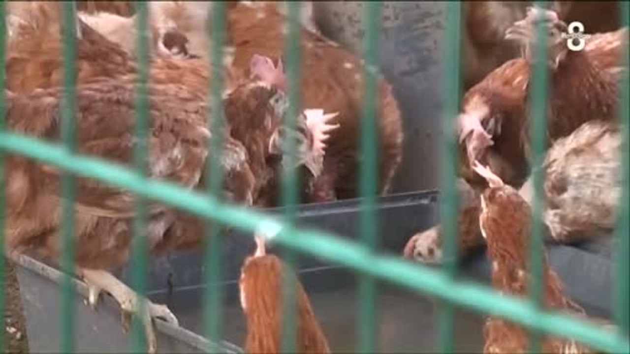 Haute-Savoie : 1500 poules pondeuses sauvées