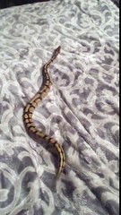 Ball python on a fleece throw