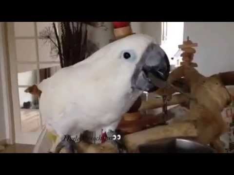 Clever Cockatoo Uses a Spoon to Feed Herself