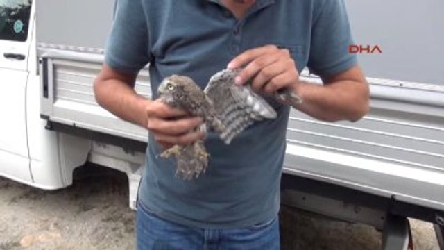 Eskişehir Tedavileri Tamamlanan Yaban Kuşları Doğaya Salındı