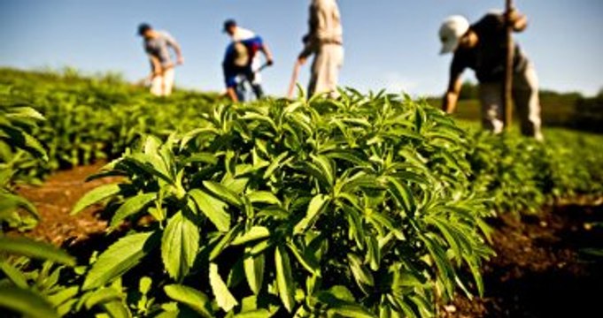 Stevia Bitkisi Şekerin Tahtını Sallıyor