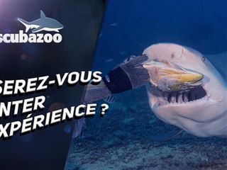 Comment nourrir le requin le plus dangereux du monde ?