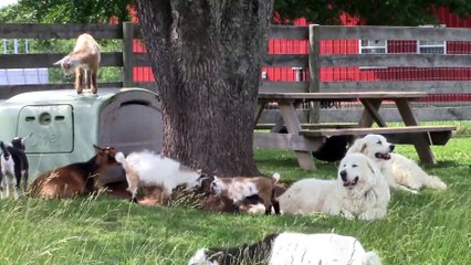 Le choc des Titans !