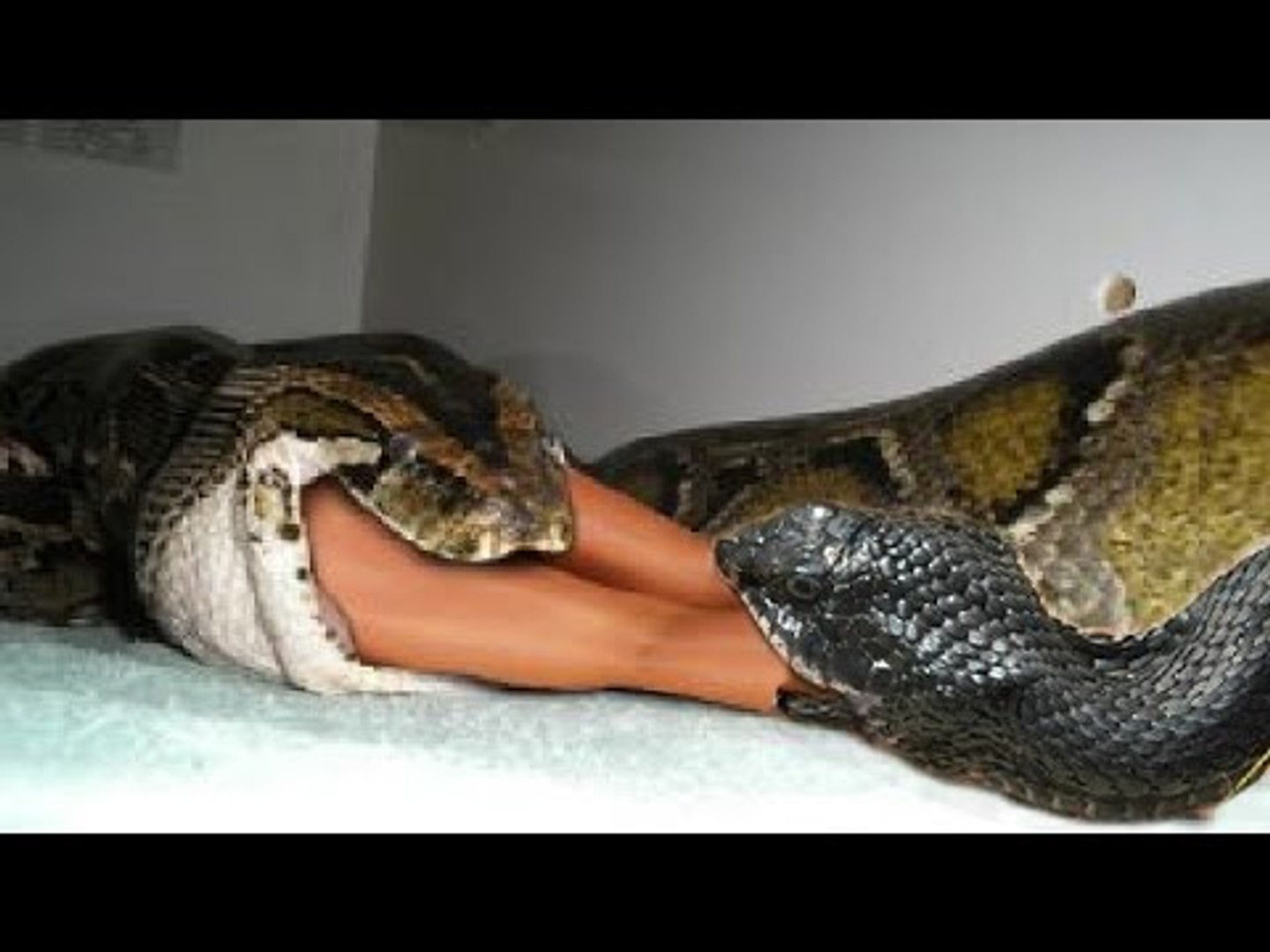 anaconda attack on humans