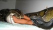Giant anaconda attacks human - Biggest python snake - Most amazing wild animal attacks