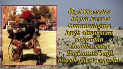 Bordo Bereliler Hakkında 10 Bilgi