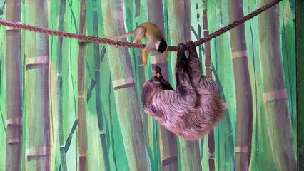 Дерзкое преступление! Смеялся до слез!