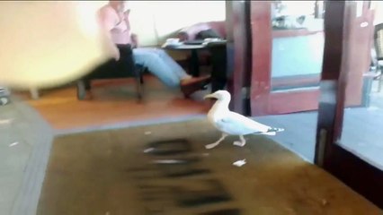 Чайка — коварный вор! Ржал до слез! ))
