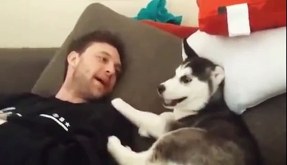 Щенок хаски ругается с хозяином! Ржала до слез! ))