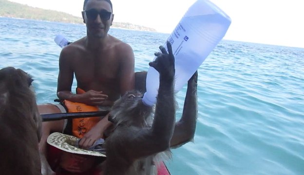 Des singes prennent d'assaut un canoë en Thaïlande