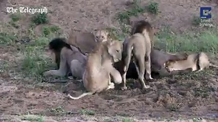 Must watch this outstanding miracle of ALLAH