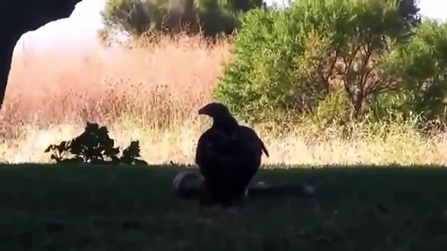 Most Amazing Wild Animal Attacks - Lion vs Snake vs Eagle Craziest Animal Fights