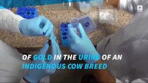 Scientists say they found traces of gold in urine of western India cows