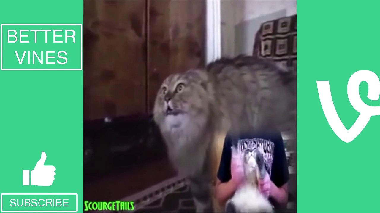 Callout (Cat Cover)