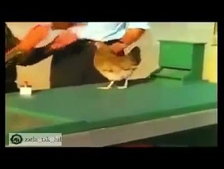 Meryoula Dance Way Way 2016_152