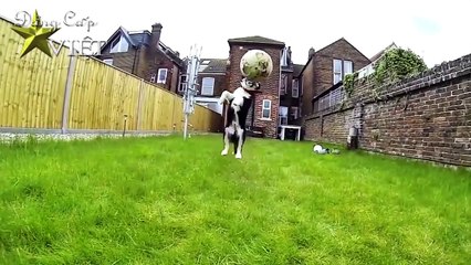 Chết Cười Với Những Con Chó Bá Đạo Nhất Thế Giới #1