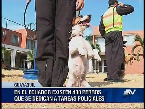 Canes antidrogas y su labor en la policía