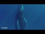 Underwater Video Shows Humpback Whale Sleeping Upright