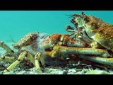 Incredible Footage Shows Giant Spider Crab Molting