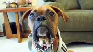 Funny Talking Dogs Compilation 2014 - Talking Dog Videos