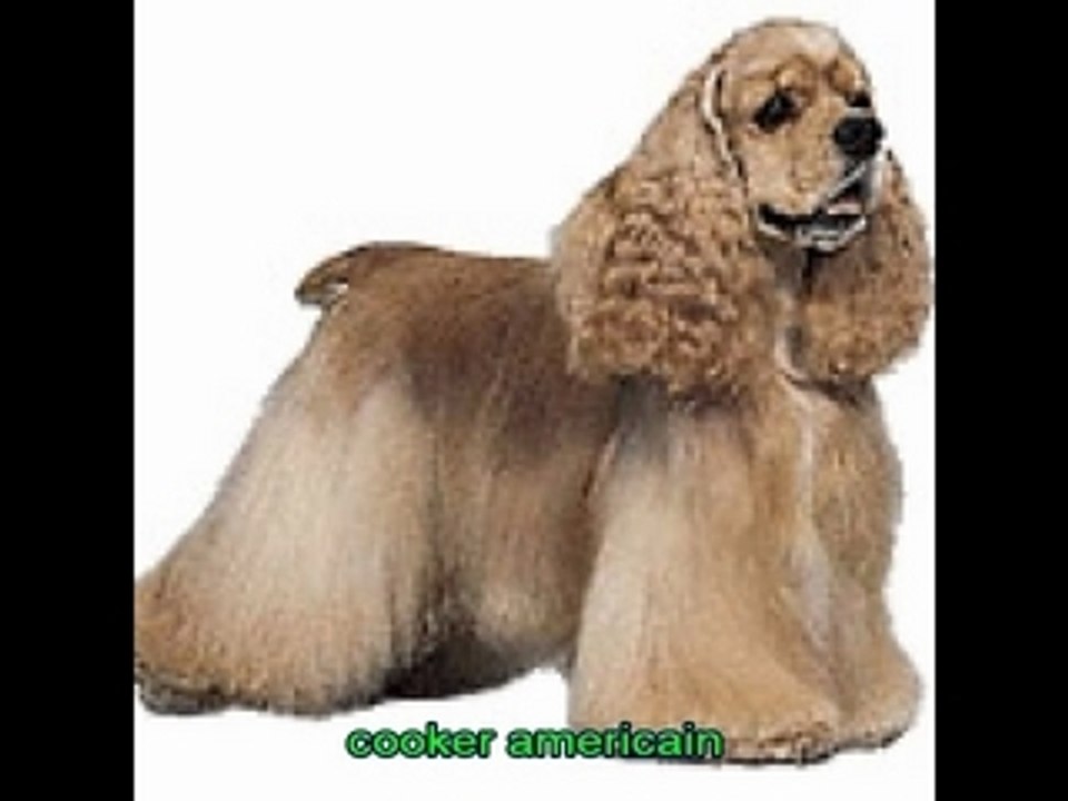Chien