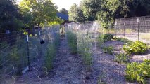 Soil moisture test for Back to Eden garden