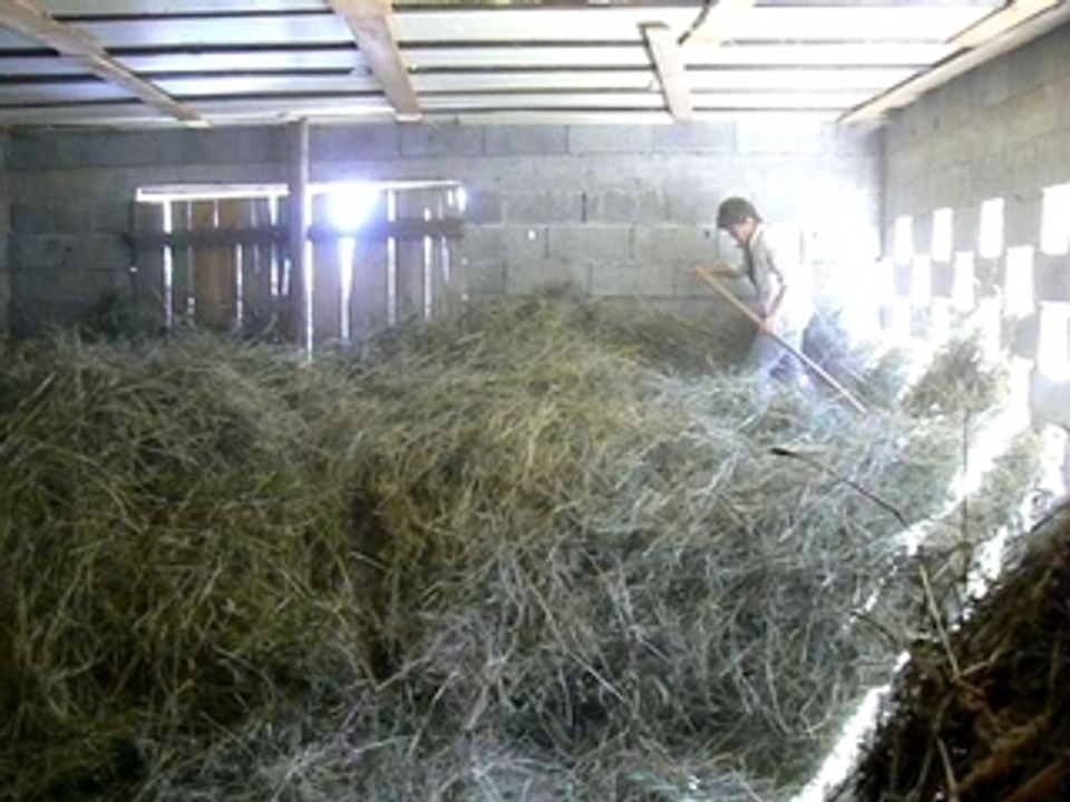 Faire les foins au cheval (Montdenis, Savoie, Maurienne) 6