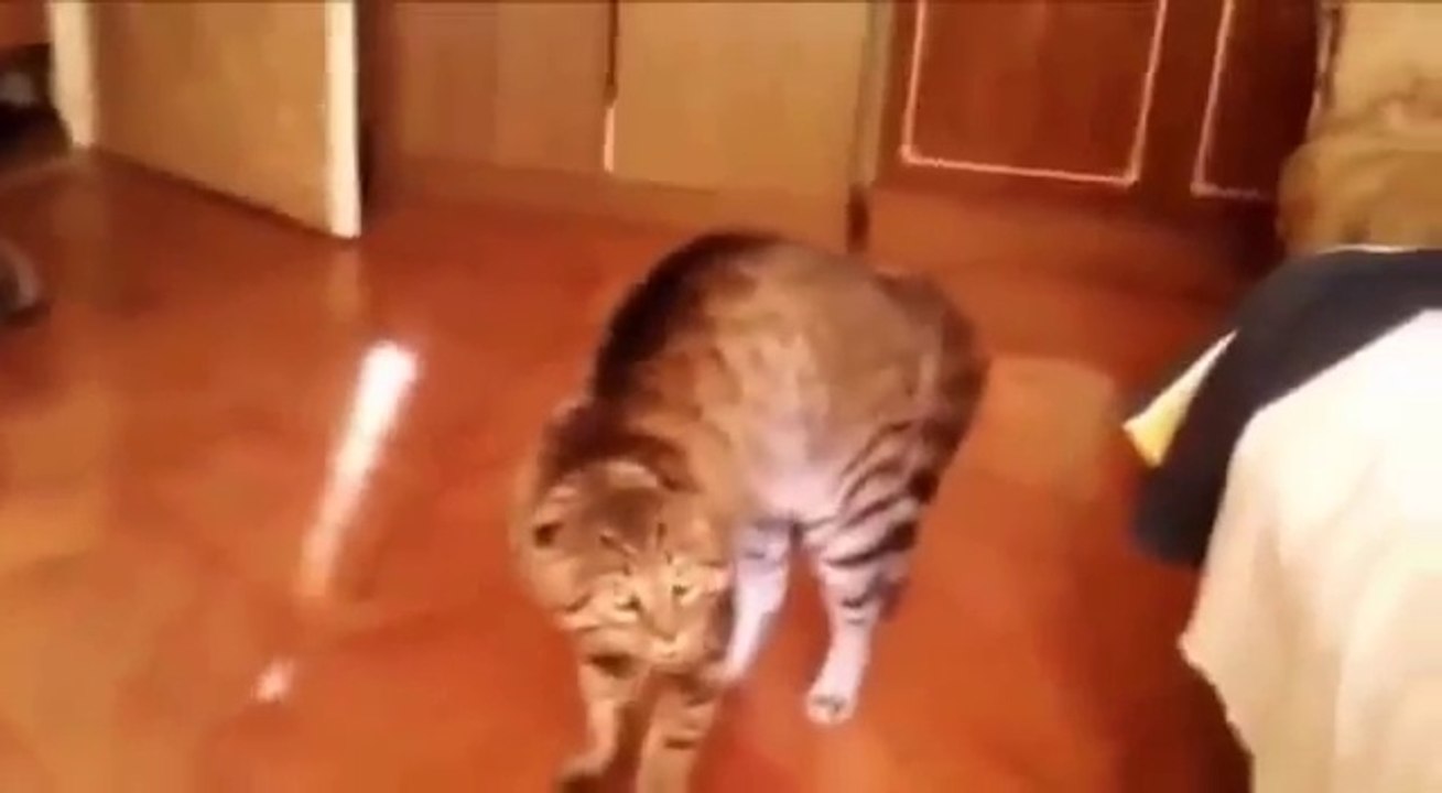 animaux droles 123
