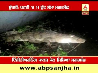11 feet long crocodile in Mumbai
