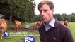 Les éleveurs indignés par les vidéos chocs des abattoirs