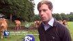Les éleveurs indignés par les vidéos chocs des abattoirs