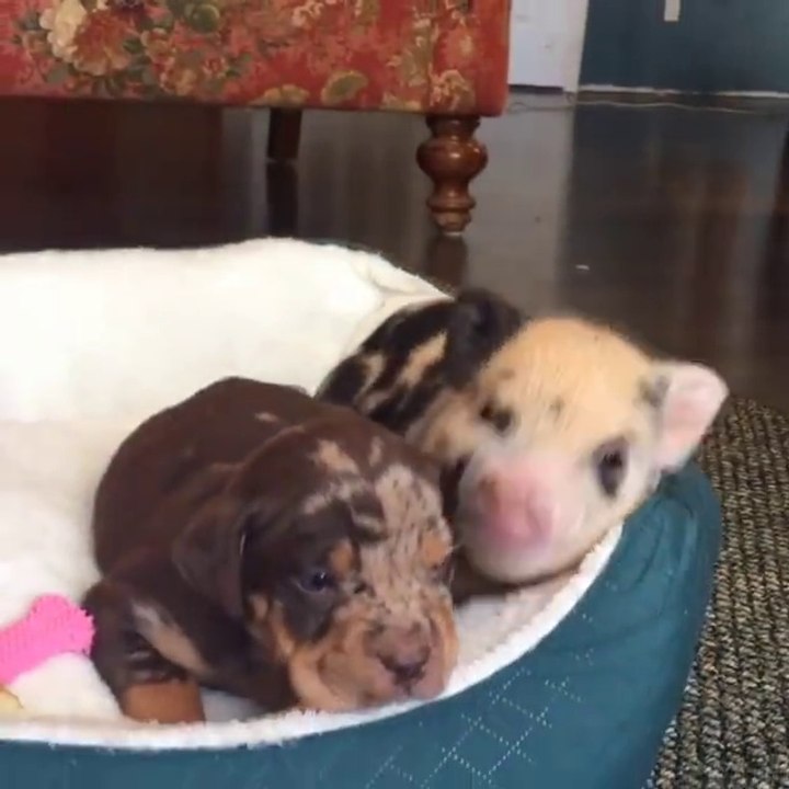 cochon vs chien