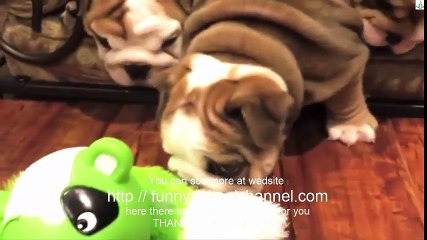 English bulldog - Pets for everyone Full HD