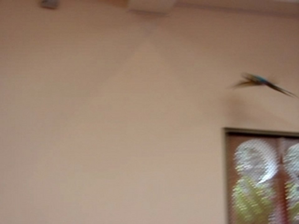 Volgaroubas-ararauna