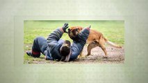 Trained Police Dogs For Sale