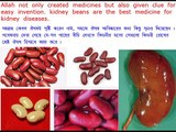 kidney  beans  are  the  best  medicine  for  kidney  diseases