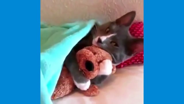 Video Drole De Chute D Animaux Video Drole Chat Video Dailymotion