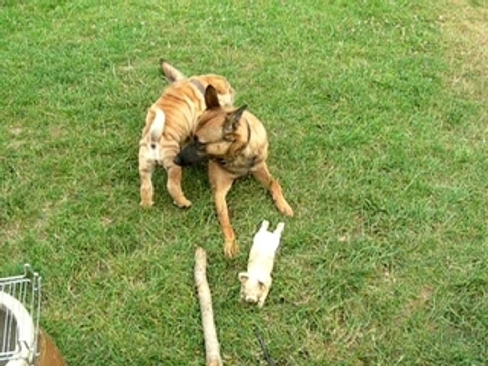 Aska et bonnie