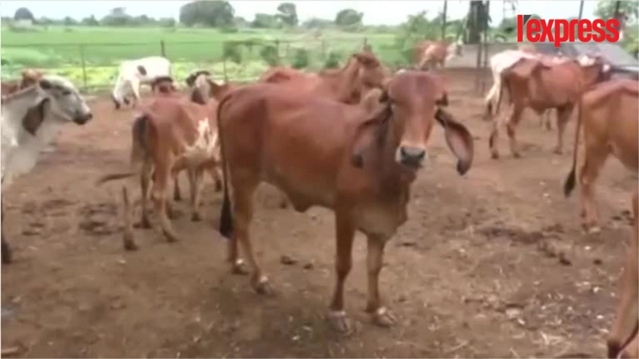 Inde: de l’or dans l’urine des vaches?