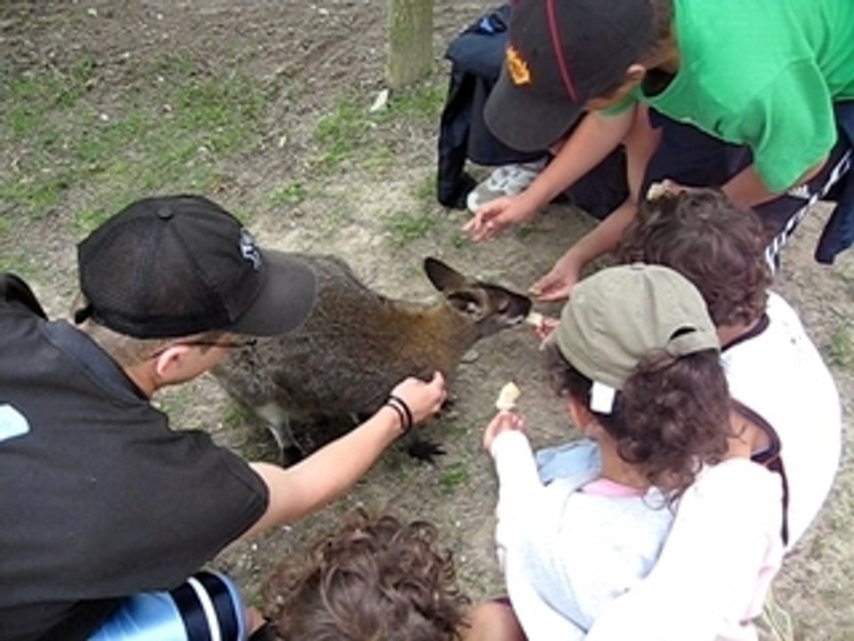 Les enfants ont apprivoisé le kangourou !
