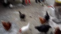 Çubuk - Beslediği Tavuklarından Biri 3 Sarılı Yumurta Yumurtladı