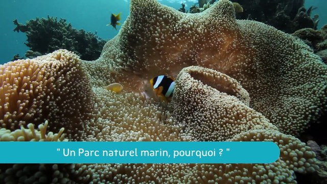 La Minute du Parc naturel marin de Mayotte - Un Parc naturel marin, pourquoi ?