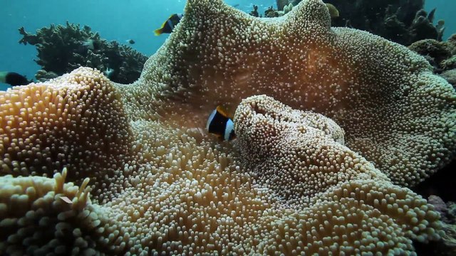 La Minute du Parc naturel marin de Mayotte - Un Parc naturel marin, pourquoi ? - Shimaoré