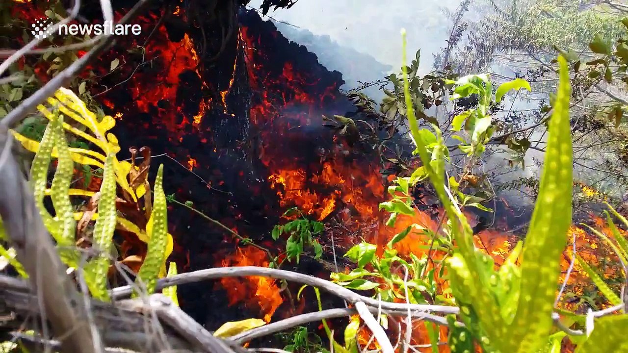 Volcano lava flow hits mango tree and sets it on fire