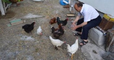 Beslediği Tavuklarından Biri 3 Sarılı Yumurta Yumurtladı