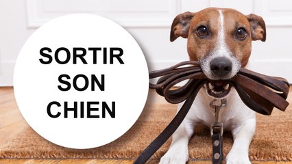 [Tuto éduc] Sortir son chien de chez soi sans se faire tracter | Catedog
